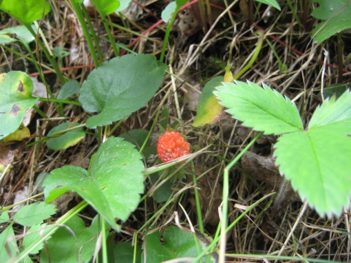 Common Strawberry