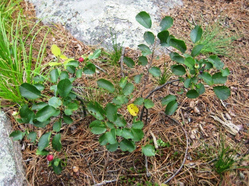 This perennial shrub seldom seems to exceed 1m in this area