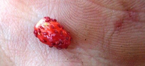 This tiny fruit packs  big flavour compared to domestic strawberries