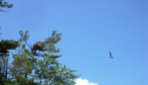 Osprey nests dot the area