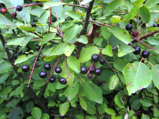 Chokecherry - Prunus virginiana